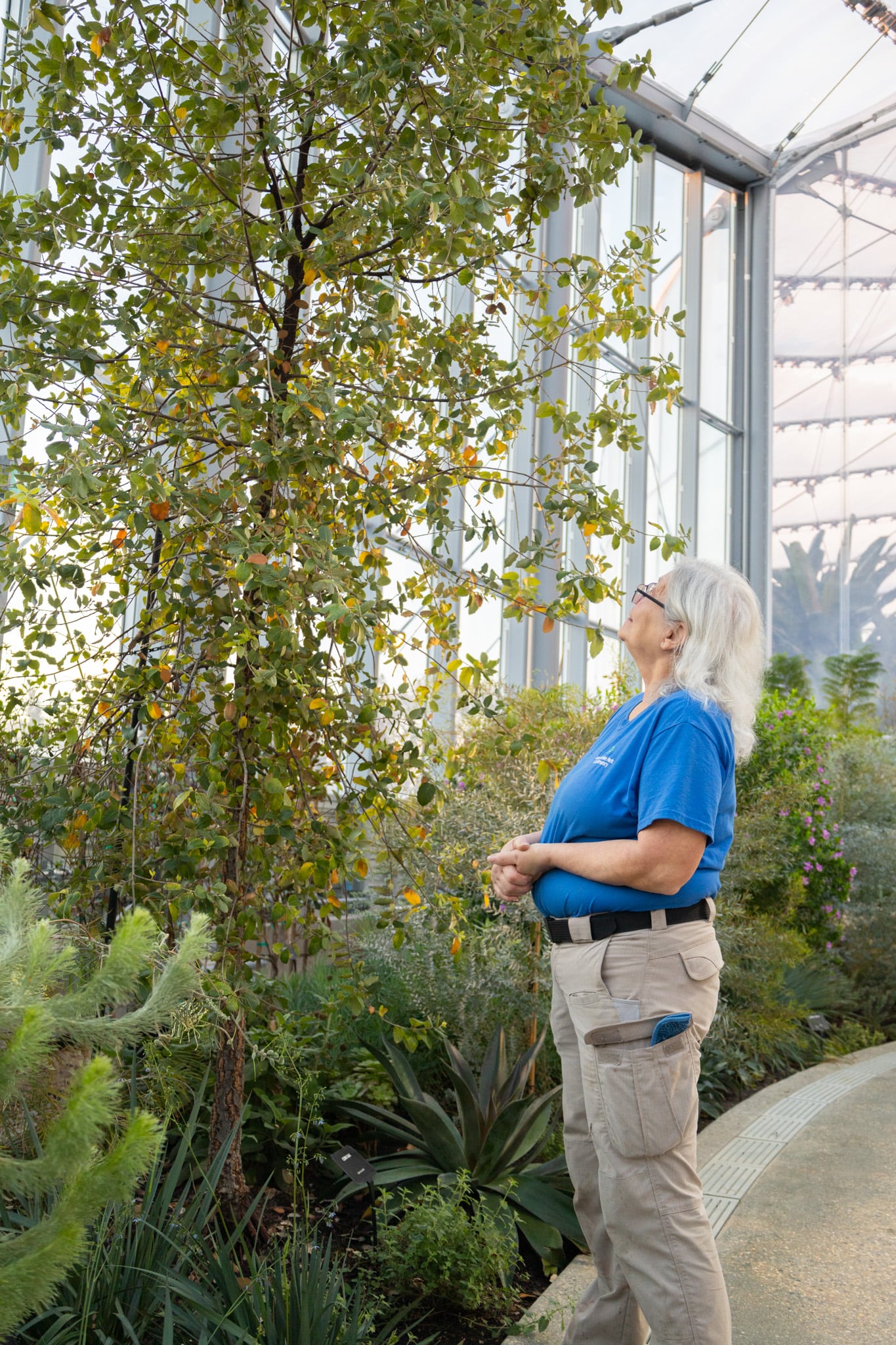 Linda looking at cork oak